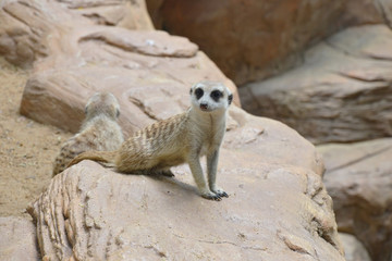 cute meerkat