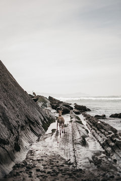 Dog standing on wet coast near rough cliff and stormy sea on dull day in countryside