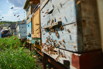 flying bees. Wooden beehive and bees. Plenty of bees at the entrance of old beehive in apiary. Working bees on plank. Frames of a beehive. 