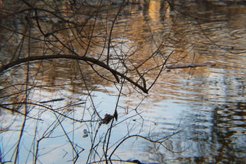 reflection of trees in water