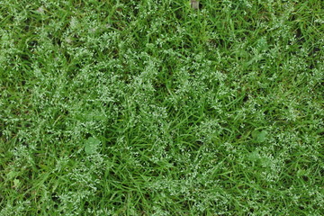 closed herbal background. green grasses