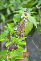 blossoming basil plant