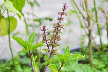 blossoming basil plant