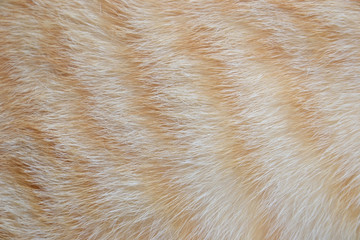 fur of cat being an allergen