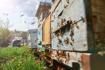 Fototapeta premium Close up of flying bees. Wooden beehive and bees. Plenty of bees at the entrance of old beehive in apiary. Working bees on plank. Frames of a beehive. 