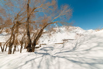 Dry tree in winters in himalayas - India