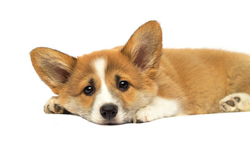 little red puppy welsh corgi Pembroke