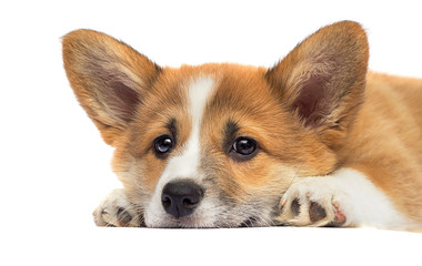 little red puppy welsh corgi Pembroke
