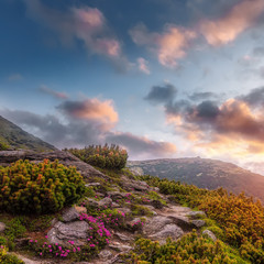Wonderful Landscape in Mountains, at sunset. Scenic image of fairy-tale Highland with rhododendron flowers in sunlit. Dramatic sky, with colorful clouds over the hills. Incredible Nature Background