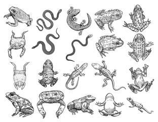 Large set of reptiles frog, toad, lizard and snakes. Stylized drawing of decorative drawn witchcraft, voodoo magic attribute. Illustration for Halloween. Vector