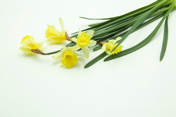 bouquet of yellow daffodils fallen on white background