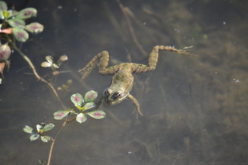 grenouille animal 