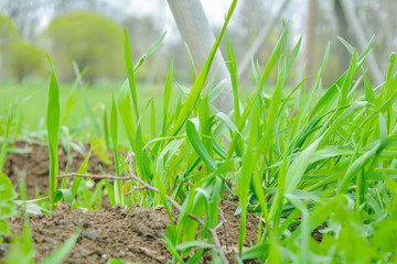 Fresh green grass in the meadow with Shallow Dof