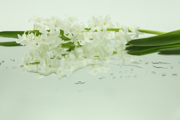 white hyacinths reflected in mirror horizontally with drops of water on white background