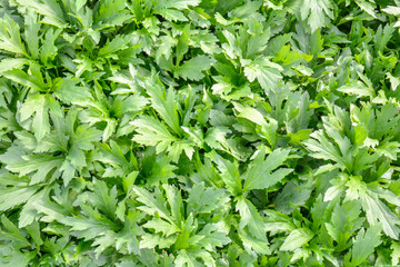 Fresh green foliage grass in the meadow with Shallow Dof