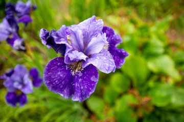 blue flower in garden