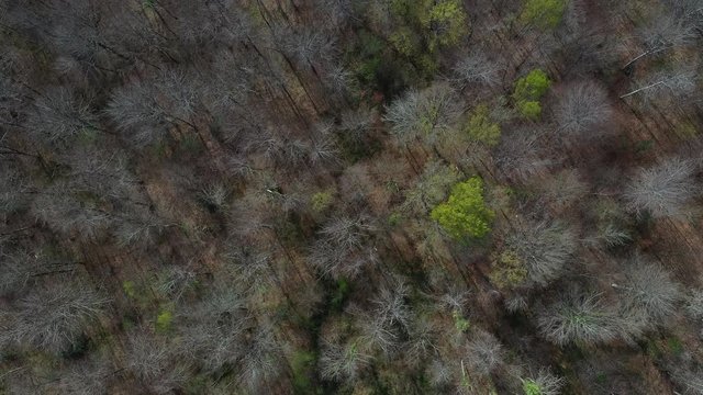 Spring, Beech forest, Altube, Gorbeia Natural Park, Alava, Bizkaia, Basque Country, Spain, Europe