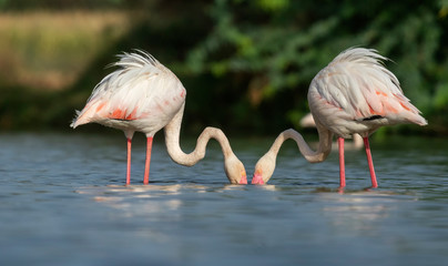 Greater Flamingo pair feeding over algae in water in golden light at early morning from Ahmedabad, Gujarat, India