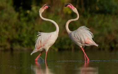 Greater Flamingo fighting for food in golden light at early morning from Ahmedabad, Gujarat, India
