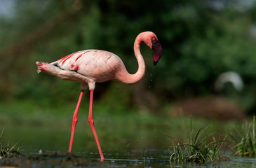 Lesser Flamingo with Water Droplets in golden light at early morning from Ahmedabad, Gujarat, India © bhattpratik89