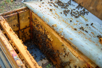 Obraz premium the bees are sitting on honeycombs lying on the top of the hive
