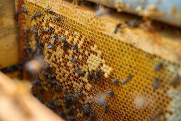 the bees are sitting on honeycombs lying on the top of the hive