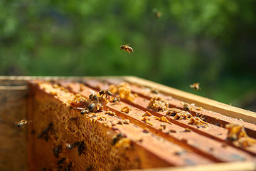 Fototapeta a bee flies over a honeycomb hive obraz