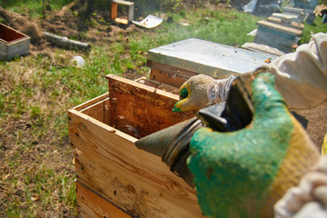 a beekeeper in gloves and a beekeeper's costume takes out a frame with bees, prepares to collect honey, takes care of beehives and honeycombs