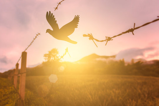  free bird enjoying nature on sunset background, hope concept . soft focus picture 