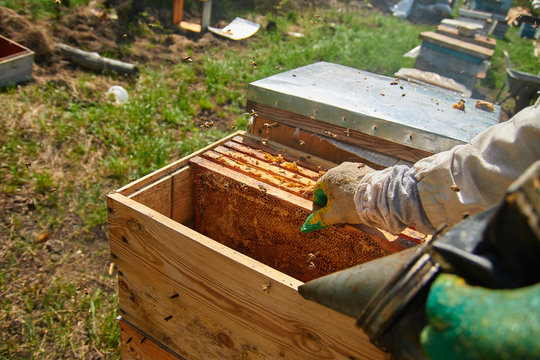 a beekeeper in gloves and a beekeeper's costume takes out a frame with bees, prepares to collect honey, takes care of beehives and honeycombs