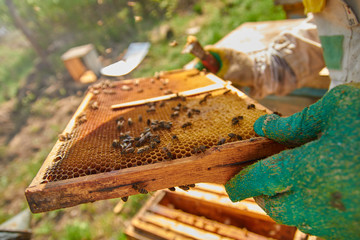 beekeeper in gloves and a beekeeper's costume checks beehives with bees, preparing for collecting honey, caring for frames with honeycombs