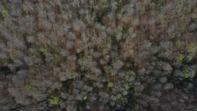 Spring, Beech forest, Altube, Gorbeia Natural Park, Alava, Bizkaia, Basque Country, Spain, Europe
