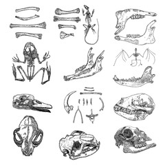 Magic animal bones design elements set. Hand drawn sketch for magician collection. Witchcraft spell symbols, bird raven, chicken bones, wolf or dog jaw, vampire bat skeleton, rat or mouse. Vector.