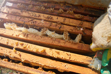 the bees are sitting on honeycombs lying on the top of the hive
