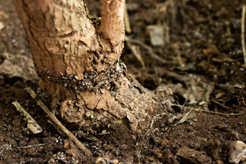ants on anthill
