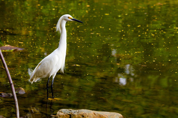 Egret in the water