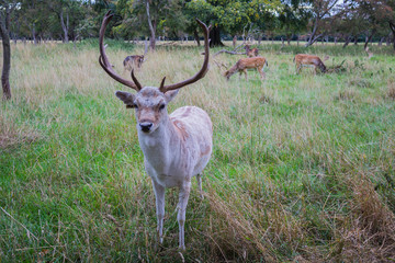 Curious deer approaching to get food