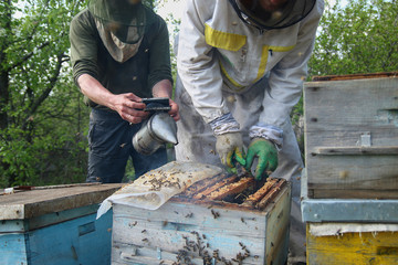 beekeeper in gloves and a beekeeper's costume checks beehives with bees, preparing for collecting honey, caring for frames with honeycombs