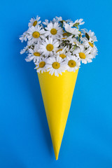 Chamomile in a yellow cone  in the center of  the blue background.Top view.Copy space.Spring  or summer flowers concept.