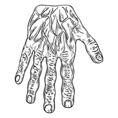 Scary zombie monster hand, hand drawn. Isolated on white background, for Halloween. Vector.