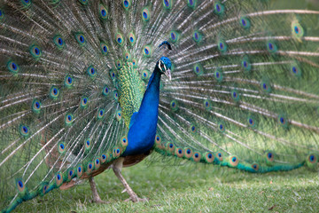 Obraz premium Peacock with all its colors