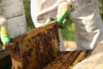 beekeeper in gloves and a beekeeper's costume checks beehives with bees, preparing for collecting honey, caring for frames with honeycombs