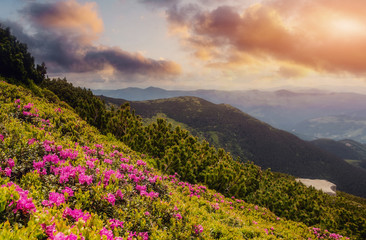 Fototapeta na wymiar Wonderful Mountain Landscape at Sunset. Spring landscape in mountains with Flower of a Rhododendron and the morning sun. Dramatic Picturesque Scene. Instagram Filter.