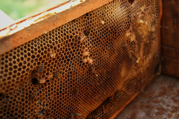 honeycomb with bees close up, working bees make honey