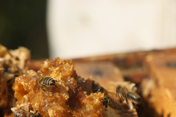 honeycomb with bees close up, working bees make honey