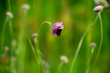 Hummel auf einer lila Distel vor grünem Hintergrund
