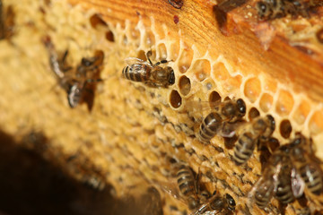 honeycomb with bees close up, working bees make honey