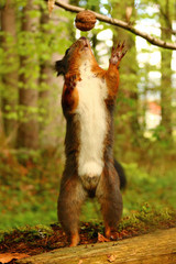 Eichhörnchen (sciurus)