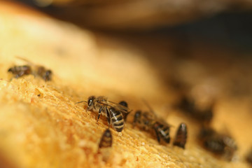 honeycomb with bees close up, working bees make honey