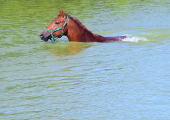 The chestnut horse swims in the lake